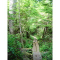 Path trough the Rainforest